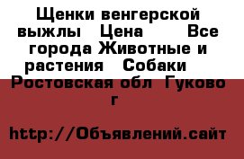 Щенки венгерской выжлы › Цена ­ 1 - Все города Животные и растения » Собаки   . Ростовская обл.,Гуково г.